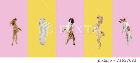 Five little purebred dogs standing isolated over gradient background. Five little purebred dogs standing isolated over gradient background. 73657632