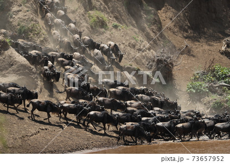 Herd of wildebeest in savannah in kenya 73657952