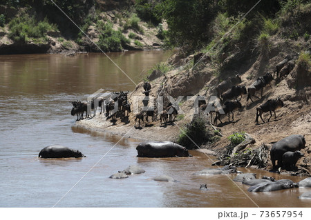 Herd of wildebeest in savannah in kenya Herd of wildebeest in savannah in kenya 73657954
