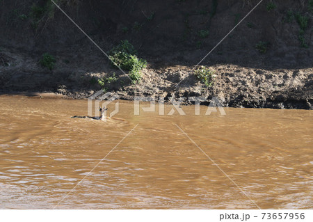 Herd of wildebeest in savannah in kenya 73657956