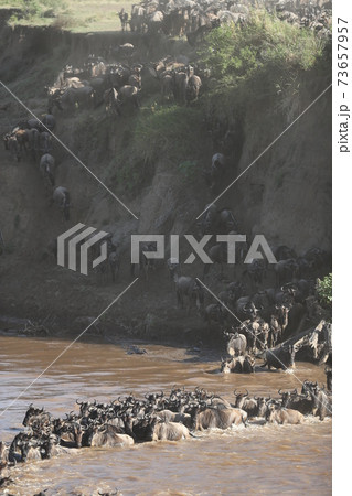 Herd of wildebeest in savannah in kenya 73657957