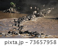 Herd of wildebeest in savannah in kenya 73657958