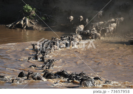 Herd of wildebeest in savannah in kenya 73657958