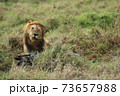 lion in hunting in savannah in kenya 73657988