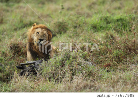 lion in hunting in savannah in kenya 73657988