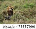 lion in hunting in savannah in kenya 73657990