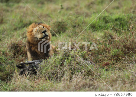 lion in hunting in savannah in kenya 73657990