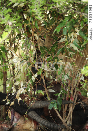 lion in hunting in savannah in kenya 73657991