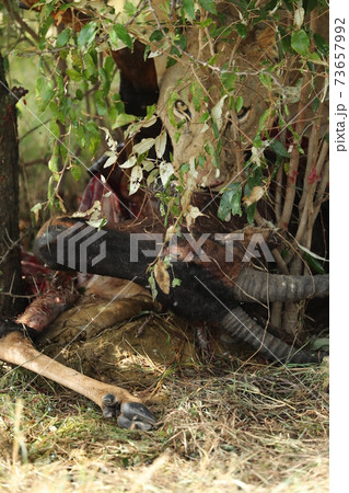 lion in hunting in savannah in kenya 73657992