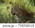 A leopard in savannah in kenya 73658018