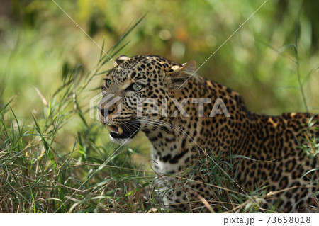 A leopard in savannah in kenya 73658018
