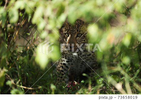 A leopard in savannah in kenya 73658019