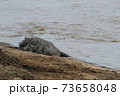 crocodile hunting in river in kenya 73658048