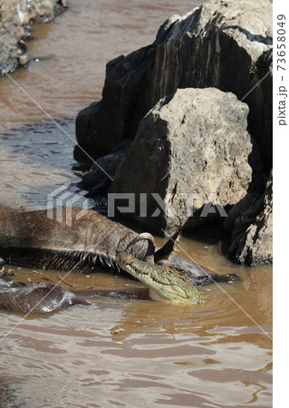 crocodile hunting in river in kenya 73658049