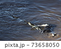 crocodile hunting in river in kenya 73658050