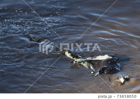 crocodile hunting in river in kenya 73658050