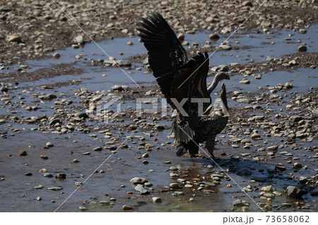 Vulture in savannah in kenya 73658062