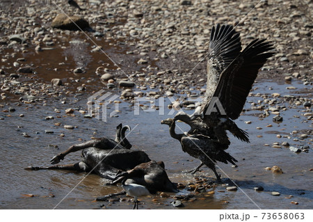 Vulture in savannah in kenya 73658063