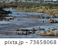 group of hippo in river in kenya 73658068