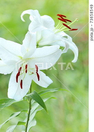 カサブランカ 大輪のユリ 白い花 オリエンタルハイブリッド系の写真素材