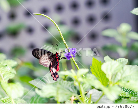 花の蜜を吸うかわいい蝶々 ベニモンアゲハ 花の蜜を吸うかわいい蝶々 ベニモンアゲハ 73658677