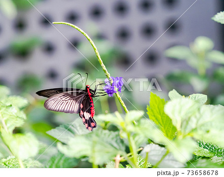 花の蜜を吸うかわいい蝶々 ベニモンアゲハ 花の蜜を吸うかわいい蝶々 ベニモンアゲハ 73658678