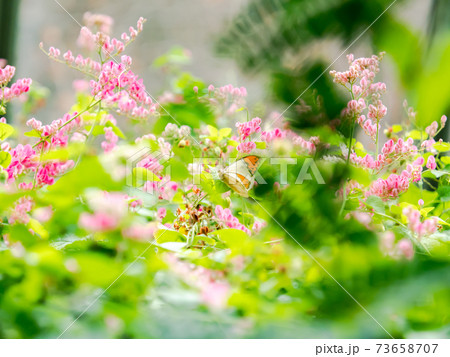 花の蜜を吸うかわいい蝶々 ツマベニチョウ 花の蜜を吸うかわいい蝶々 ツマベニチョウ 73658707