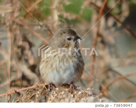 梅田川に自生する枯れたセイタカアワダチソウをついばむメスのベニマシコ 73659047