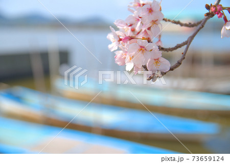 水辺に咲いているソメイヨシノの花　岡山県岡山市東区 73659124