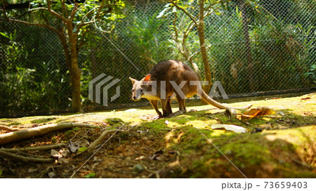 ワラビー 73659403