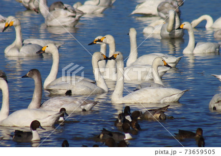 本埜の白鳥の郷 本埜の白鳥の郷 73659505