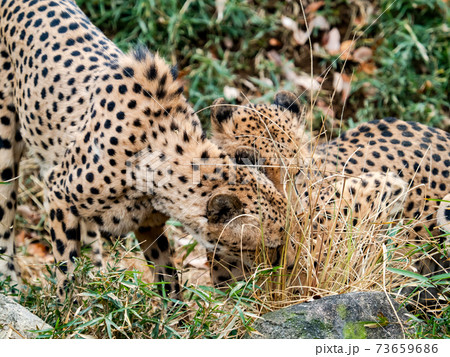 2頭でじゃれるチーター 73659686