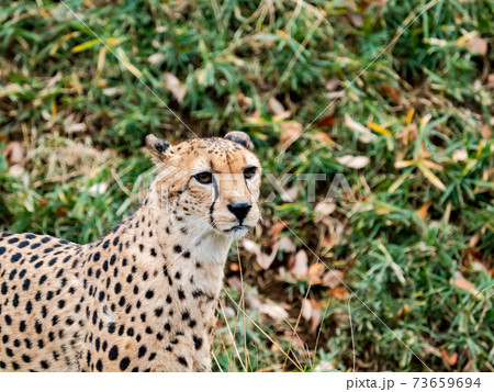 草むらで佇むチーター 草むらで佇むチーター 73659694