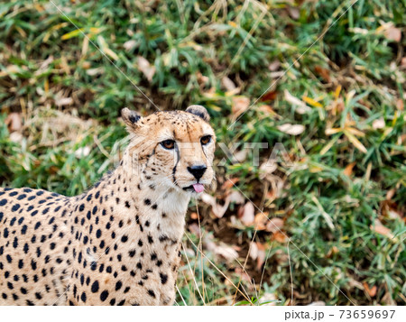草むらで佇むチーター　ペロ 73659697