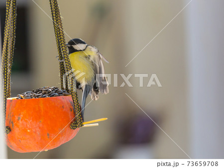 Titmouse Titmouse 73659708