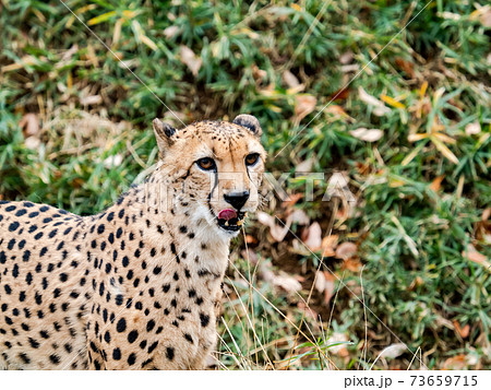 草むらで佇むチーター ペロリ 草むらで佇むチーター ペロリ 73659715