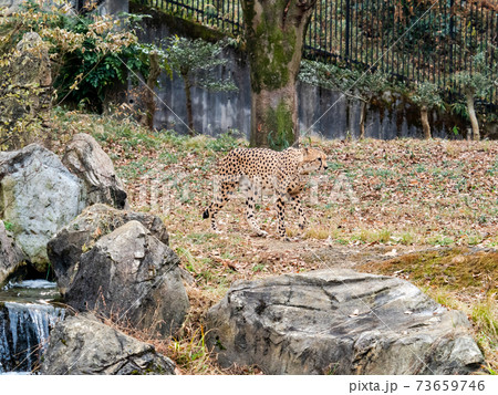 水場を歩くチーター 73659746