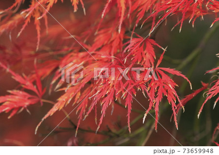 紅枝垂れ(ベニシダレ) 紅枝垂れ(ベニシダレ) 73659948