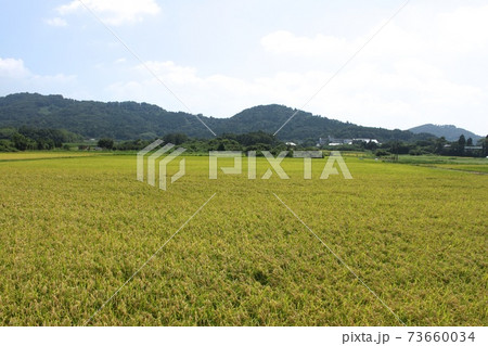 秋の田んぼ 秋の田んぼ 73660034