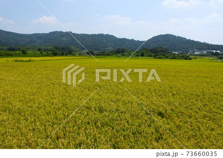 秋の田んぼ 秋の田んぼ 73660035