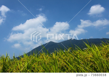 秋の実りと筑波山 秋の実りと筑波山 73660038