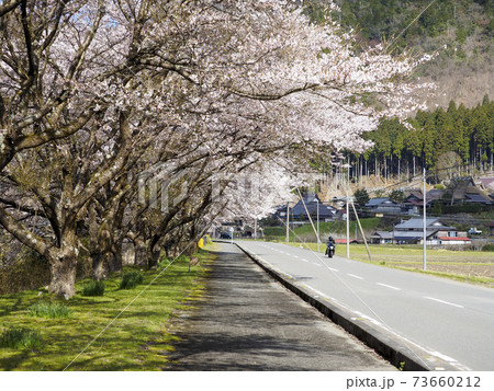 美山かやぶき由良里街道の桜並木とバイク 美山かやぶき由良里街道の桜並木とバイク 73660212