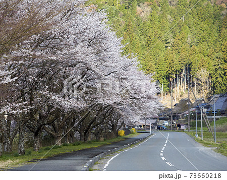 美山かやぶき由良里街道の桜並木 73660218