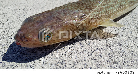 練り物の原料になる魚、エソ（トカゲエソ）の写真素材 [73660308] - PIXTA