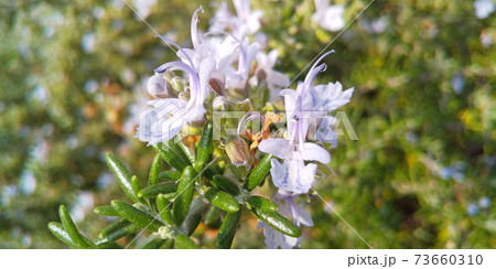 ローズマリー 育てやすく香りが強いハーブの写真素材