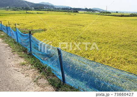 秋の田んぼ 秋の田んぼ 73660427