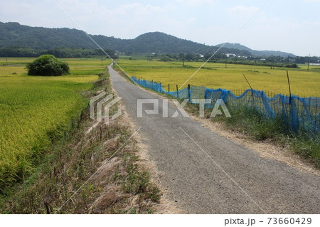 秋の田んぼと農道 秋の田んぼと農道 73660429