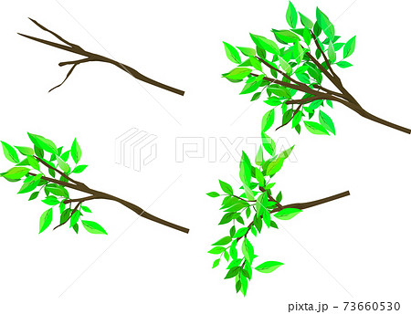 リアルな木の枝と葉っぱセットのイラスト素材