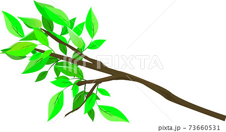 リアルな木の枝と葉っぱのイラスト素材