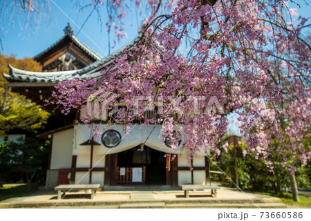 養源院　桜 73660586